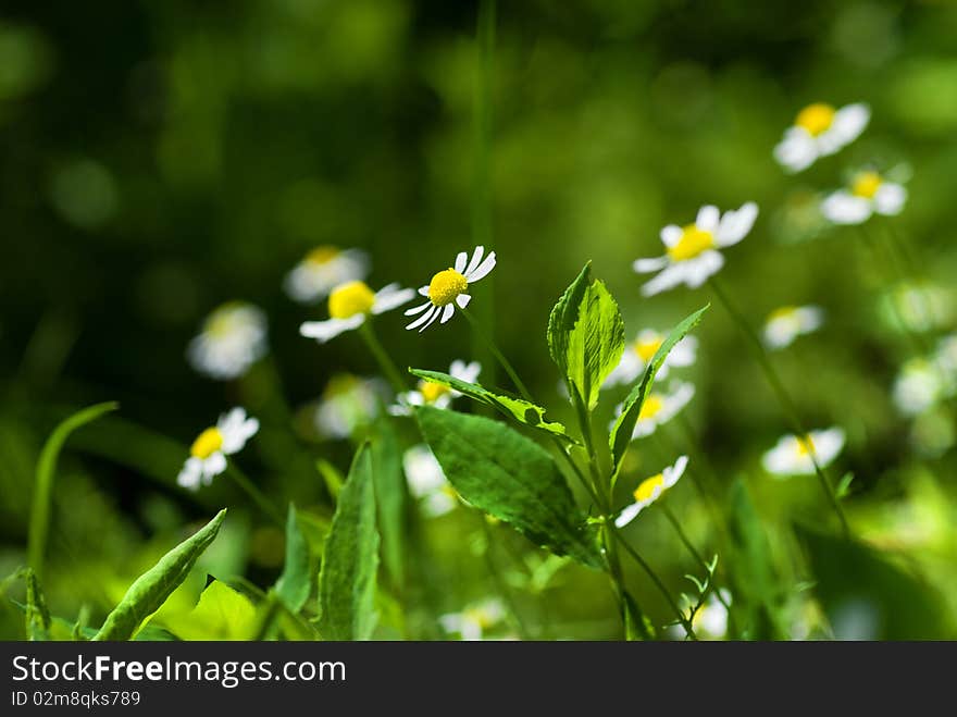 Beautiful white chamomiles on green sunny meadow