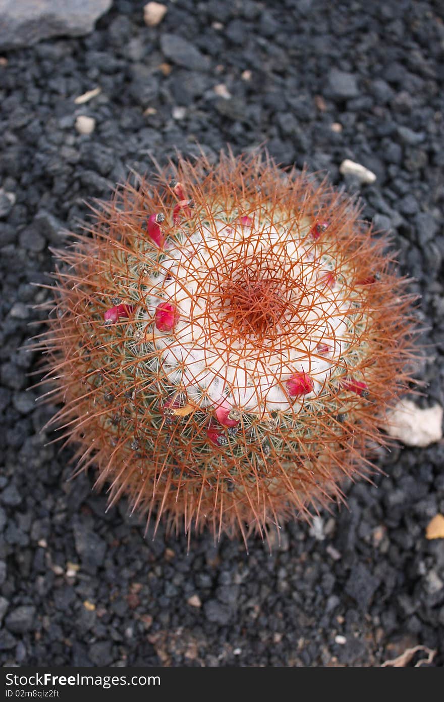 Spikey Cactus