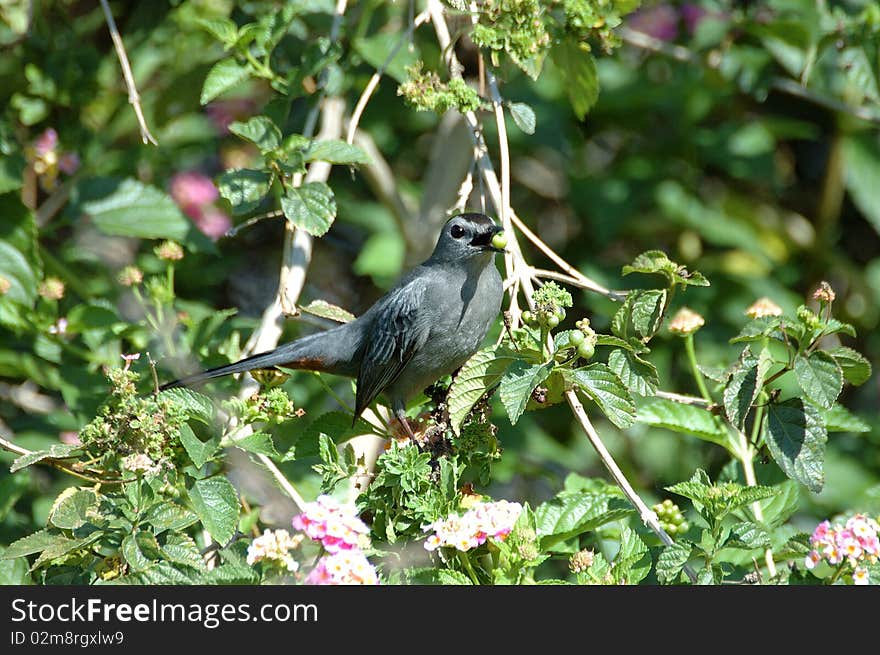 Gray Catbird