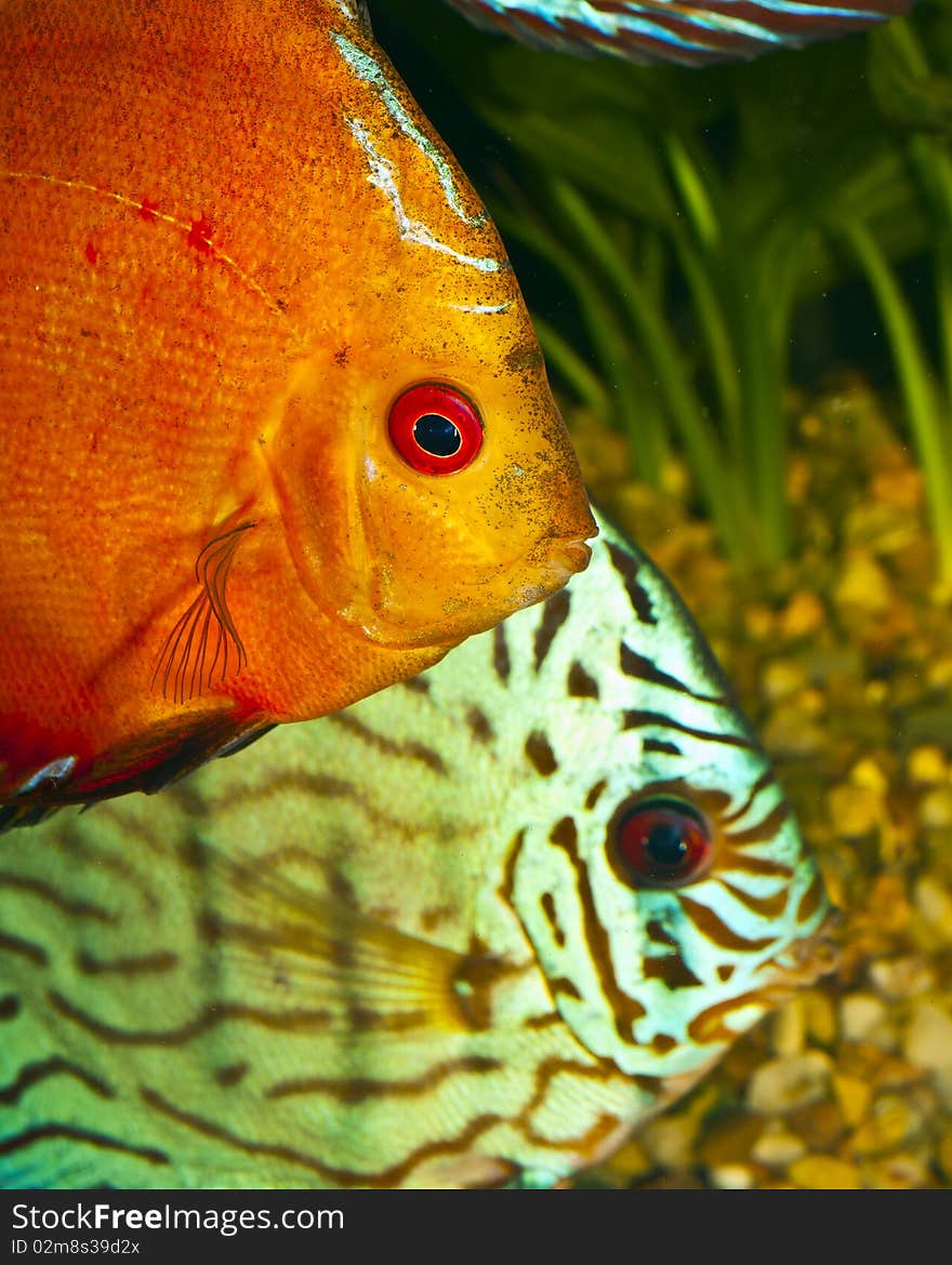 Two discus in tropical aquarium. Two discus in tropical aquarium.