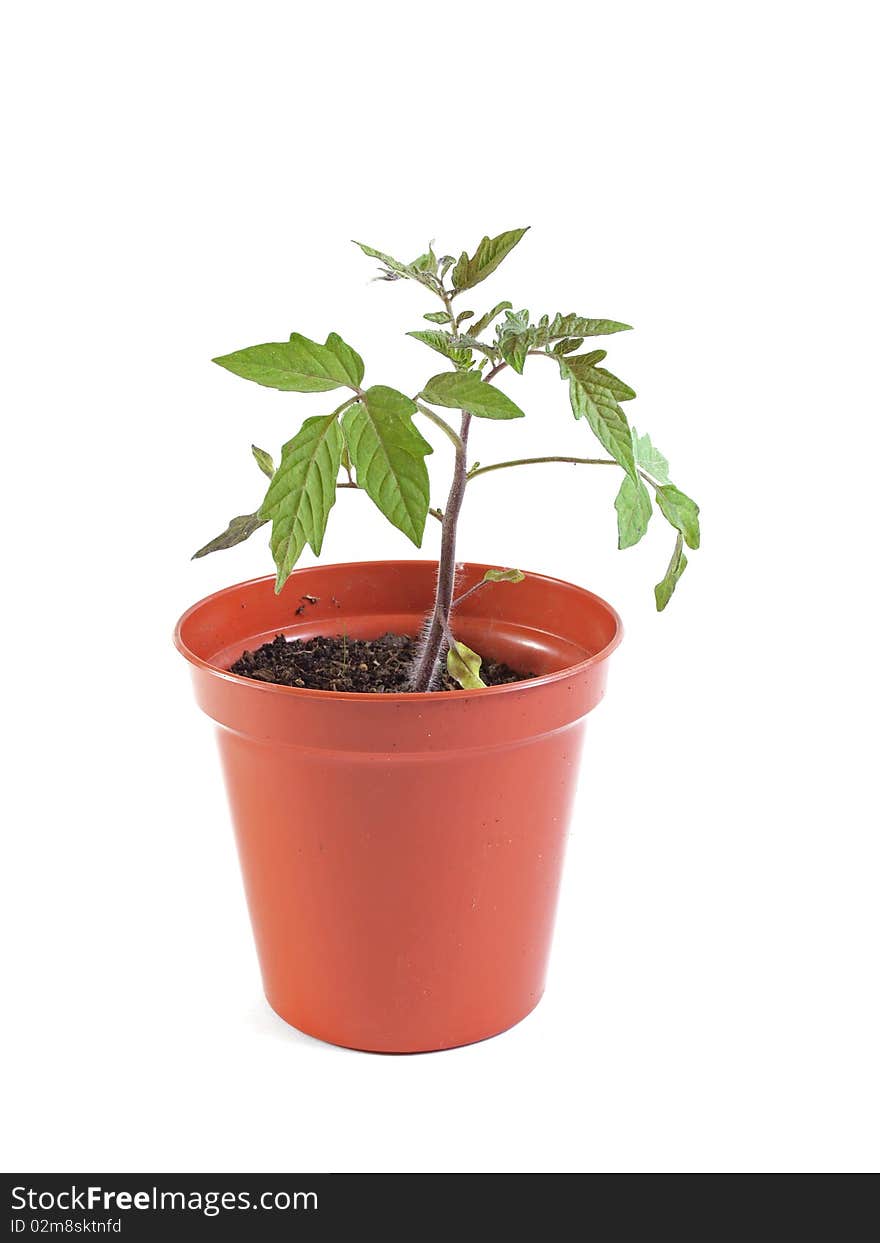 Organic tomato plant on a white background.