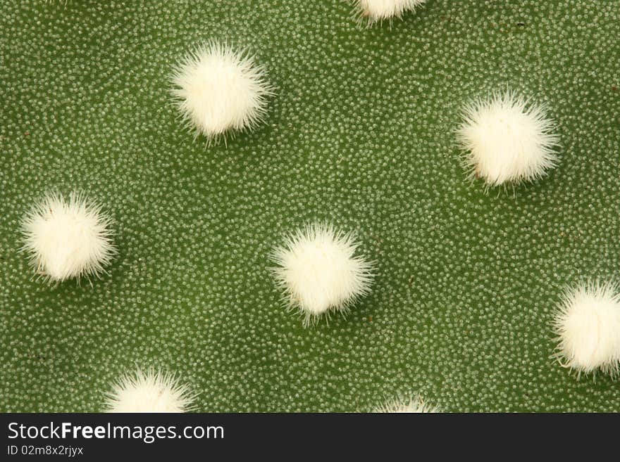 Close up of a Prickley pear leaf. (Opuntia microdasys, white form)