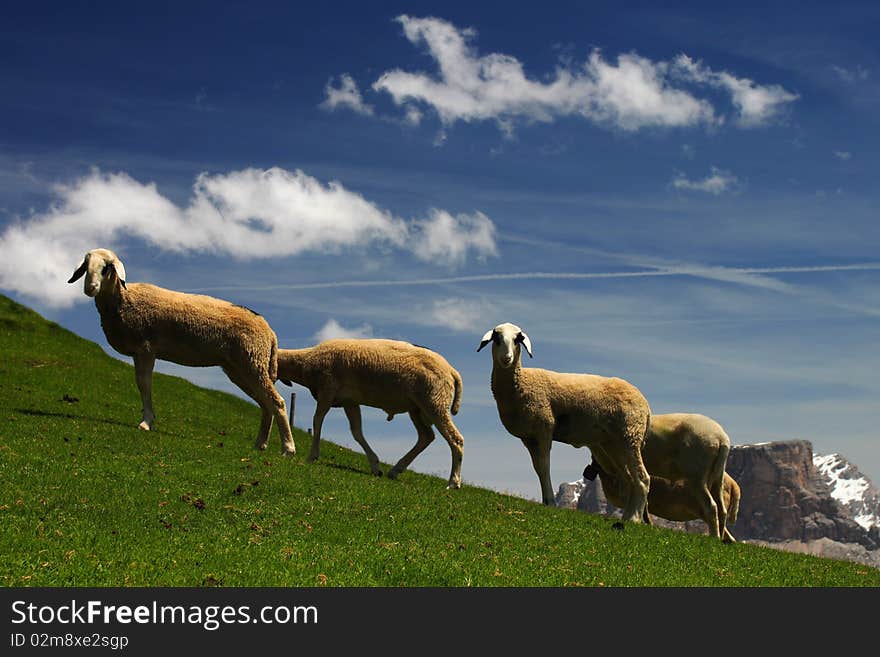 Three sheep on green meadow in the mountains. Three sheep on green meadow in the mountains