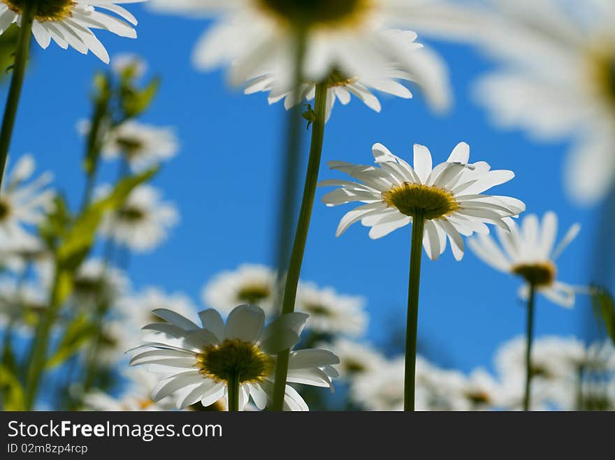 White Chamomiles