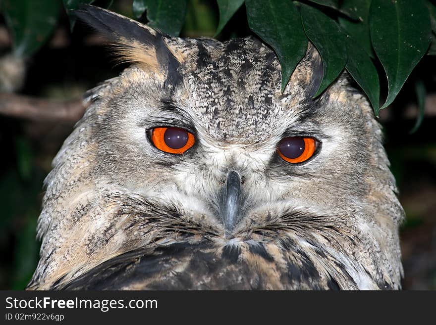 A close up of an owl taken at a zoo