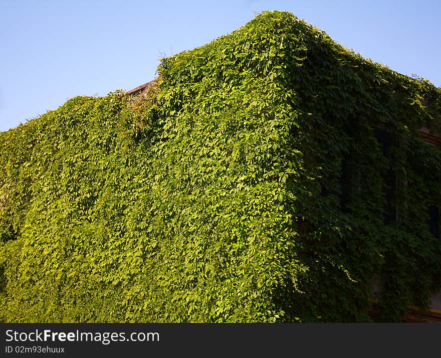 The house acquired a green ivy