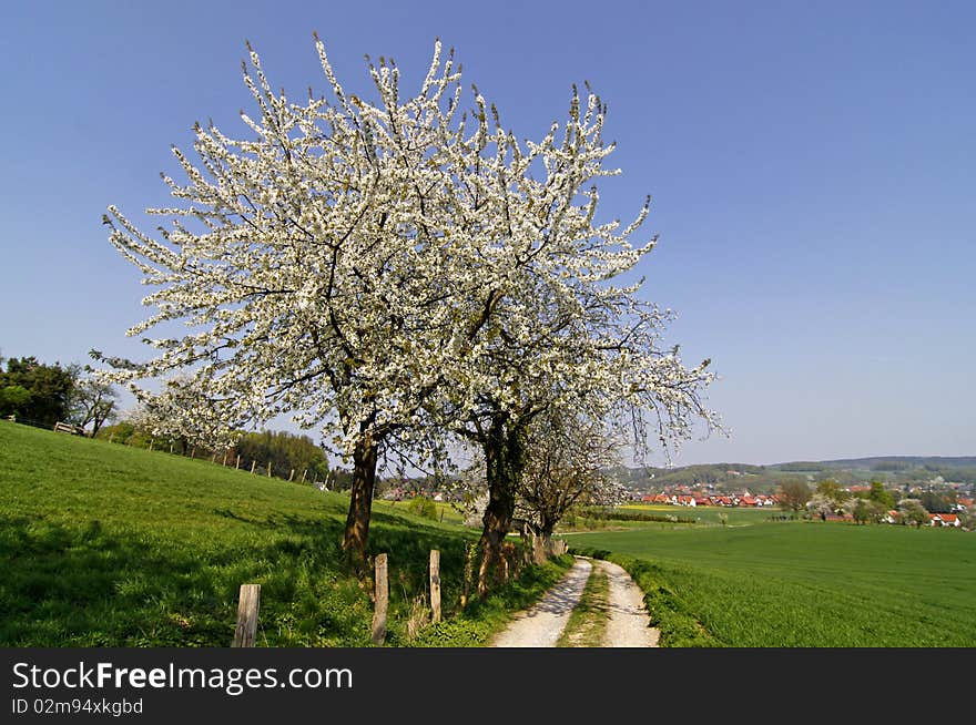 Footpath with cherry trees in Hagen, Germany