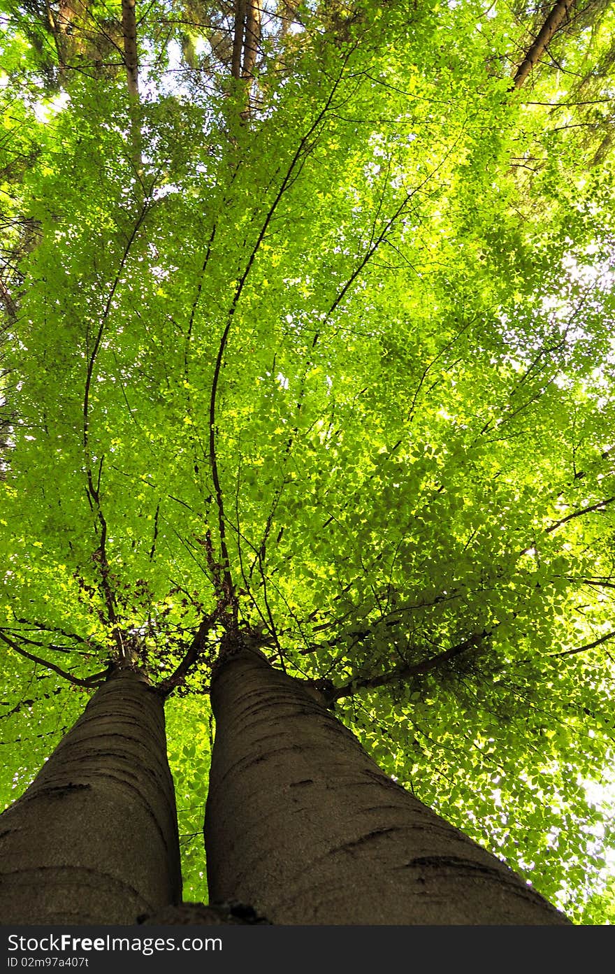 Treetop of green beech in spring