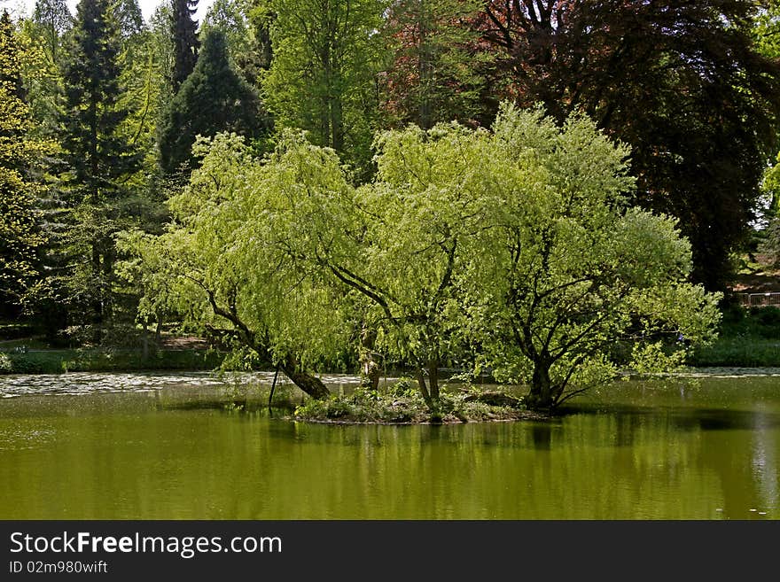 Pond landscape with willows in spring, North Rhine-Westphalia, Germany, Europe. Pond landscape with willows in spring, North Rhine-Westphalia, Germany, Europe