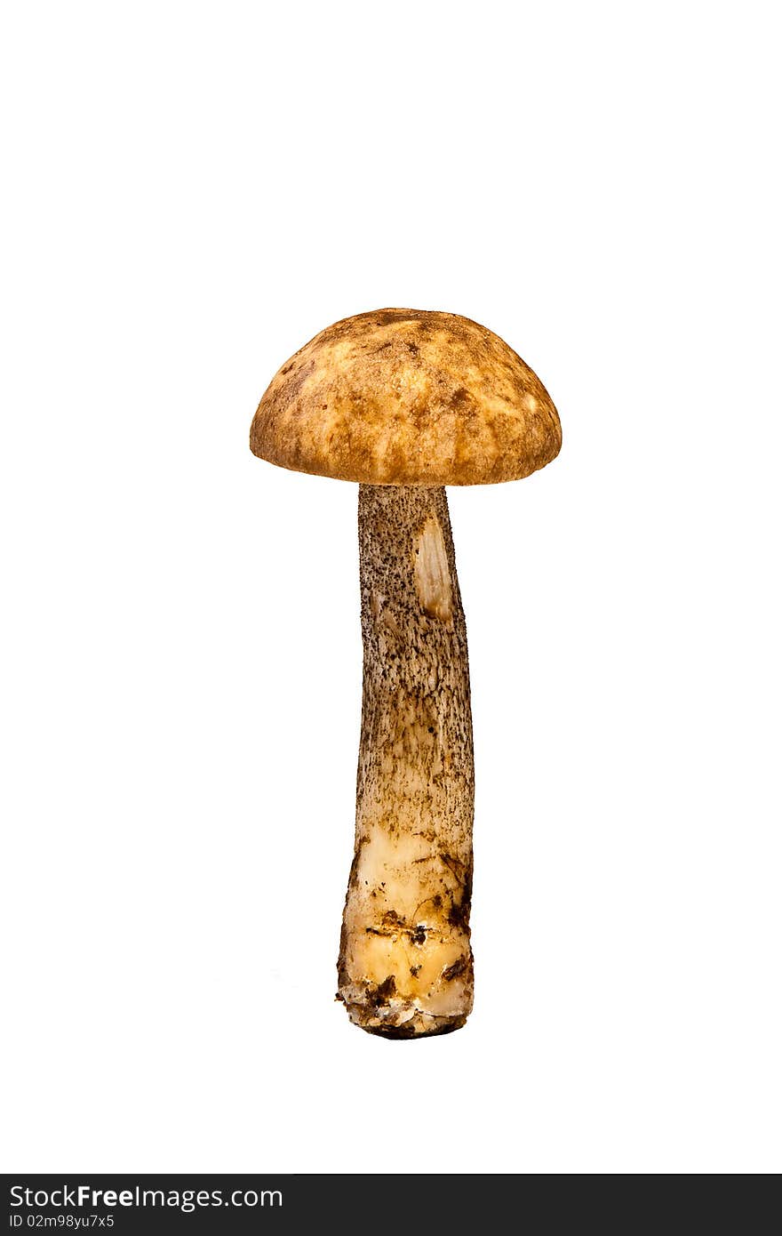 Leccinum Scabrum