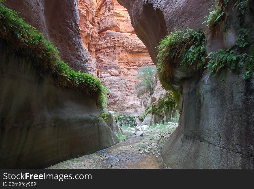 Deep canyon with greenery and flowing water  in Jordan desert near Petra. Deep canyon with greenery and flowing water  in Jordan desert near Petra.