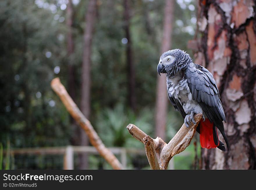 African Grey Parrot II