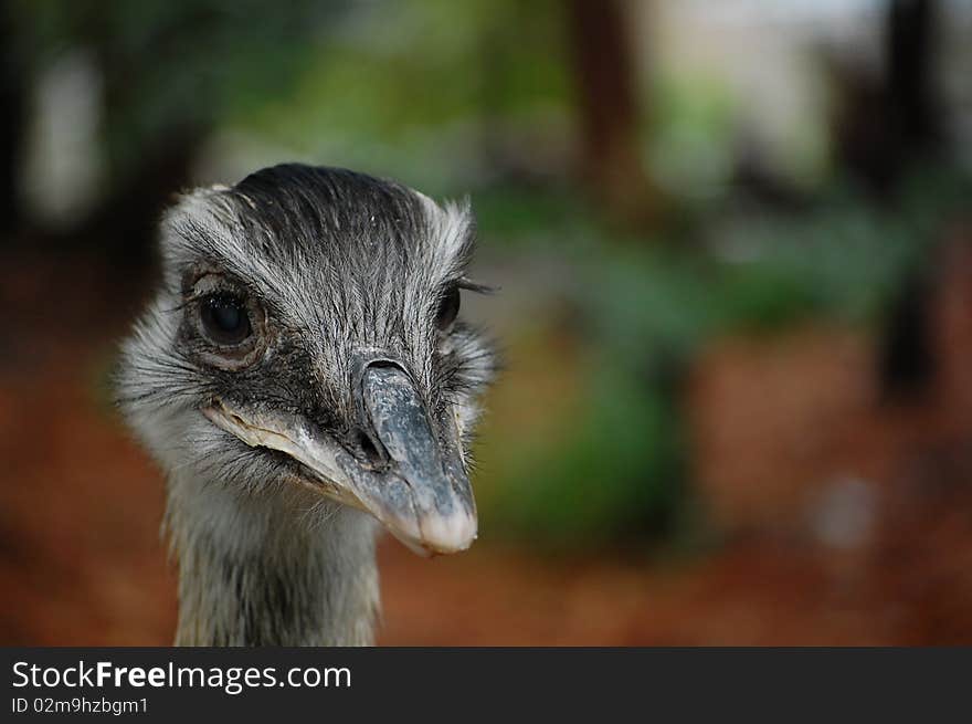 Greater Rhea