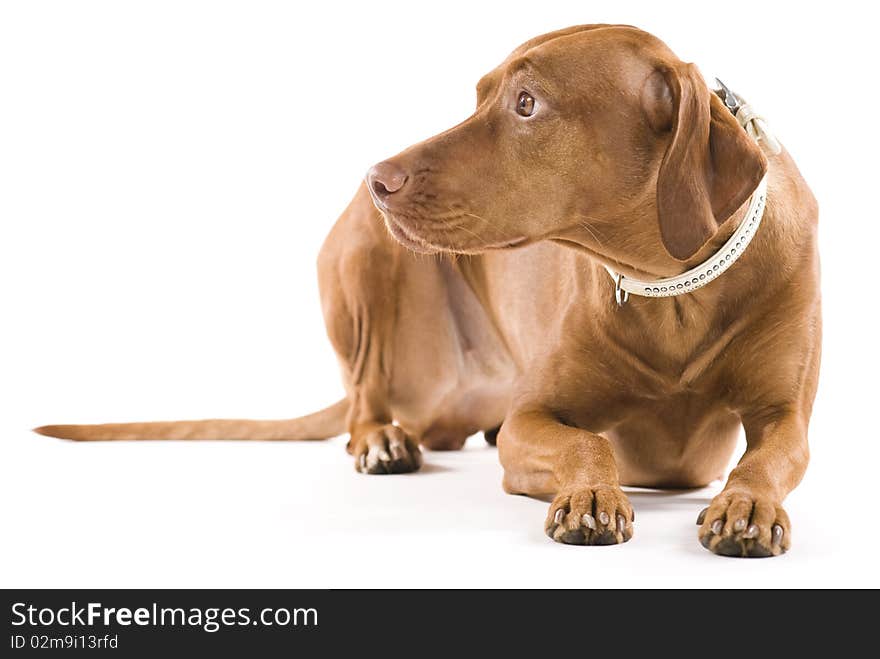 Female Hungarian Vizsla Laying On Ground.