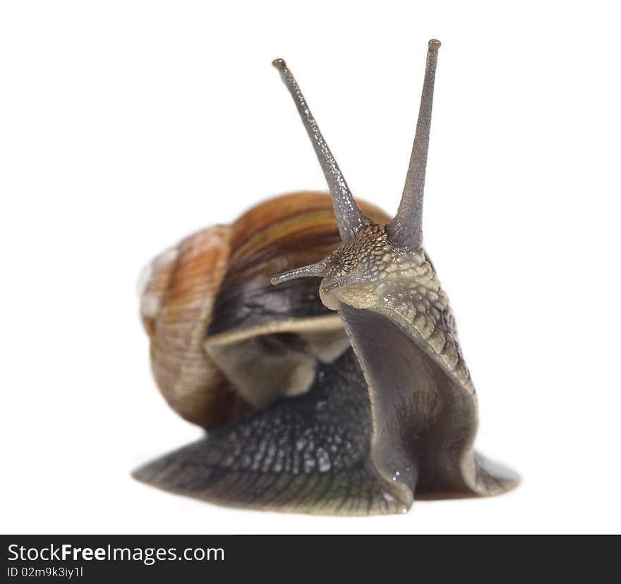 Edible snail isolated on white background