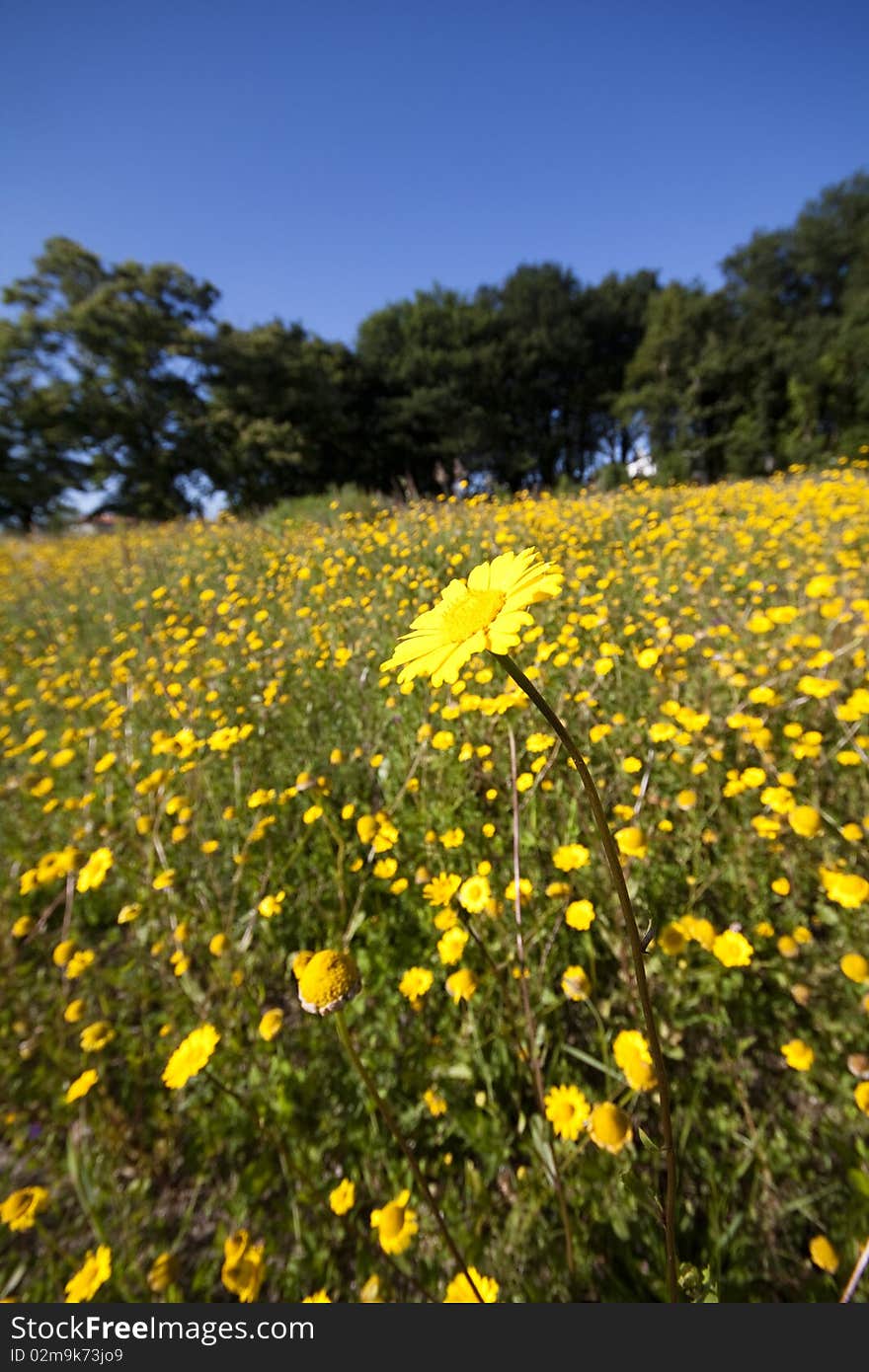 Yellow Flowers