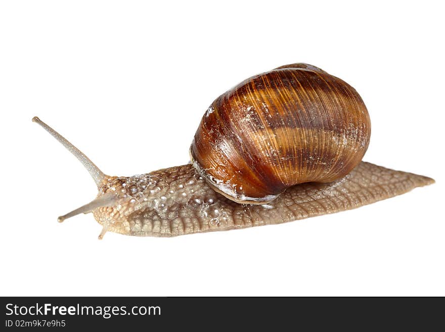 Snail on white background