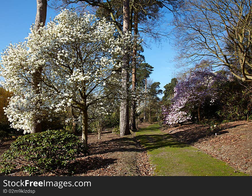 Magnolia flowering in the park at spring. Magnolia flowering in the park at spring