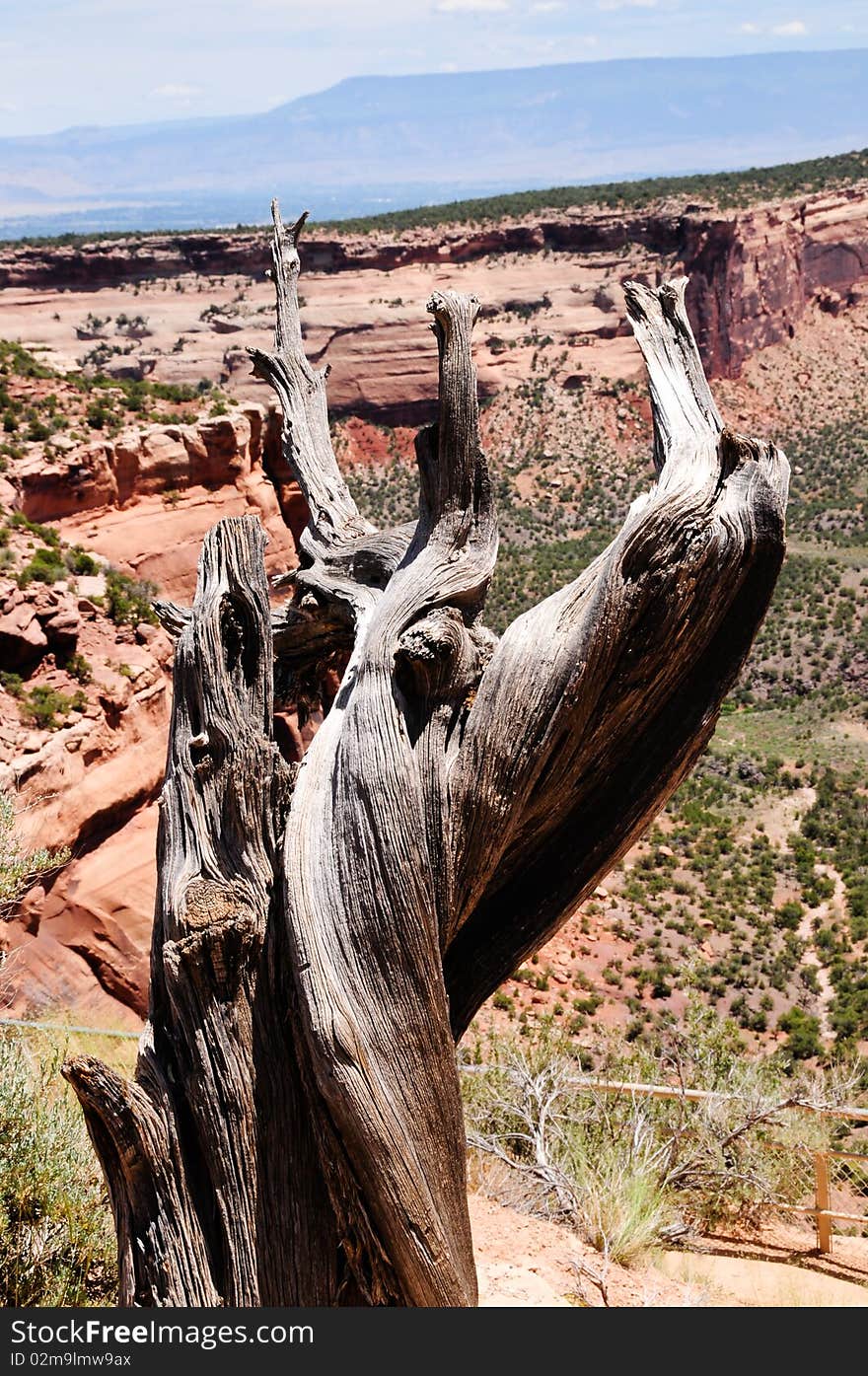 A dead tree with the red rocks in the background