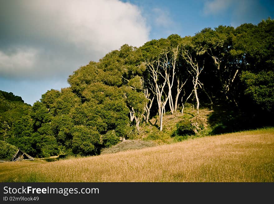 The sun breaks on a wooded hill of tall canopy trees.