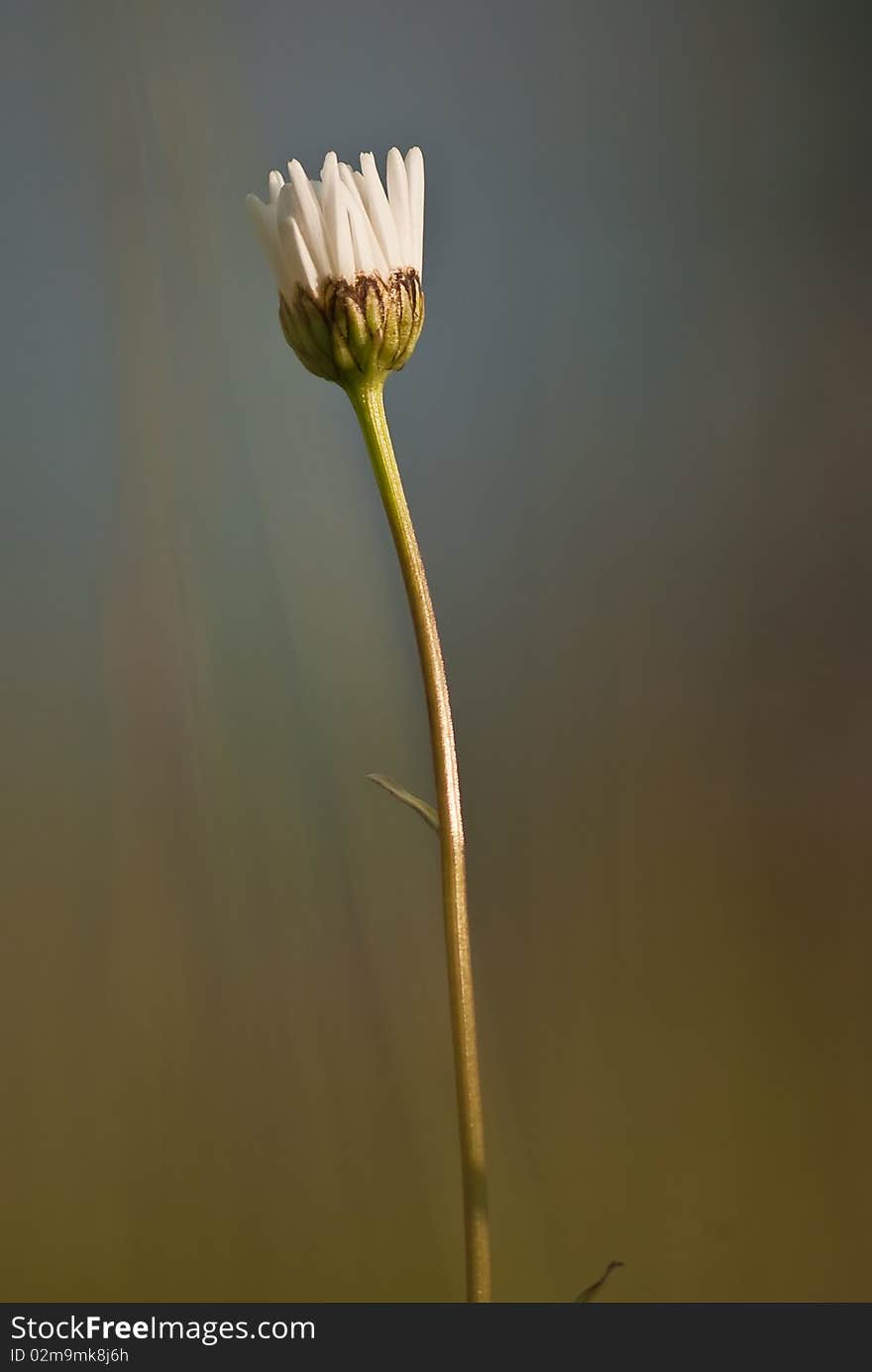 A wild flower sitting in the fild. A wild flower sitting in the fild.