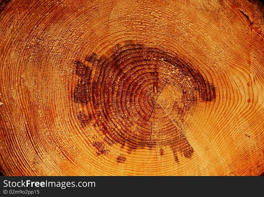 Pine-tree trunk cross-section close-up with internal pattern visible. Pine-tree trunk cross-section close-up with internal pattern visible.