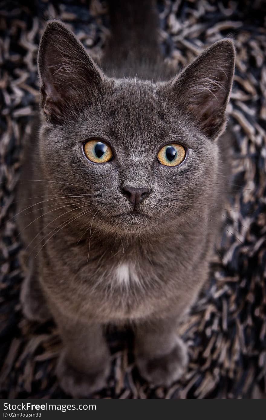 Cute gray cat looking looking straight at the camera