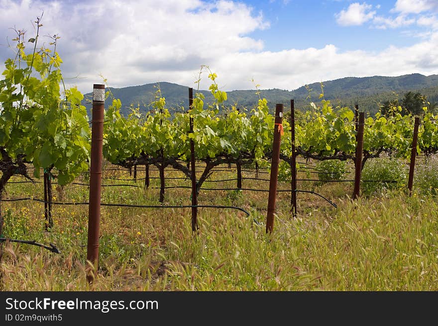 A Napa Valley Vineyard in the spring. A Napa Valley Vineyard in the spring.