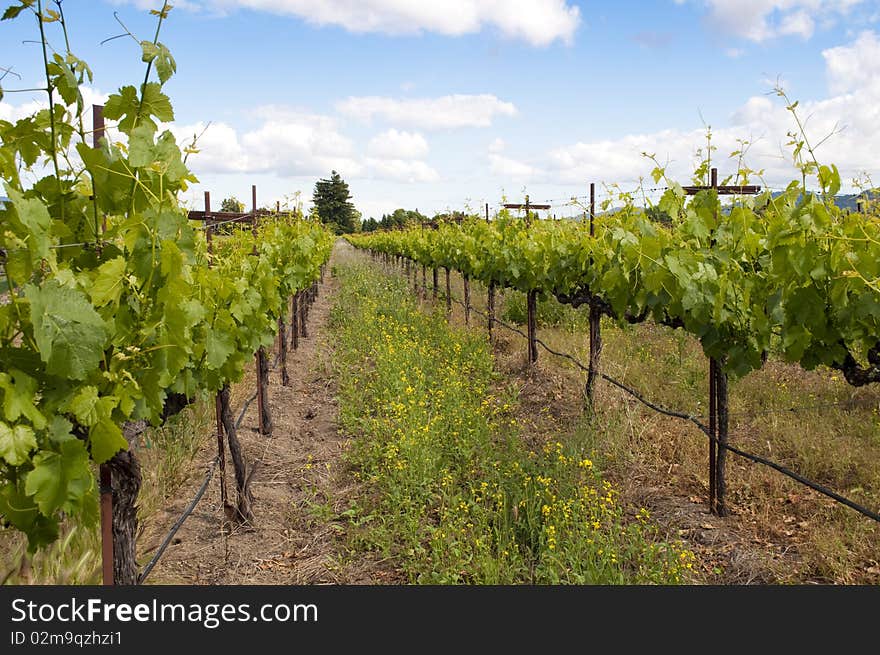 A Napa Valley Vineyard in the spring. A Napa Valley Vineyard in the spring.