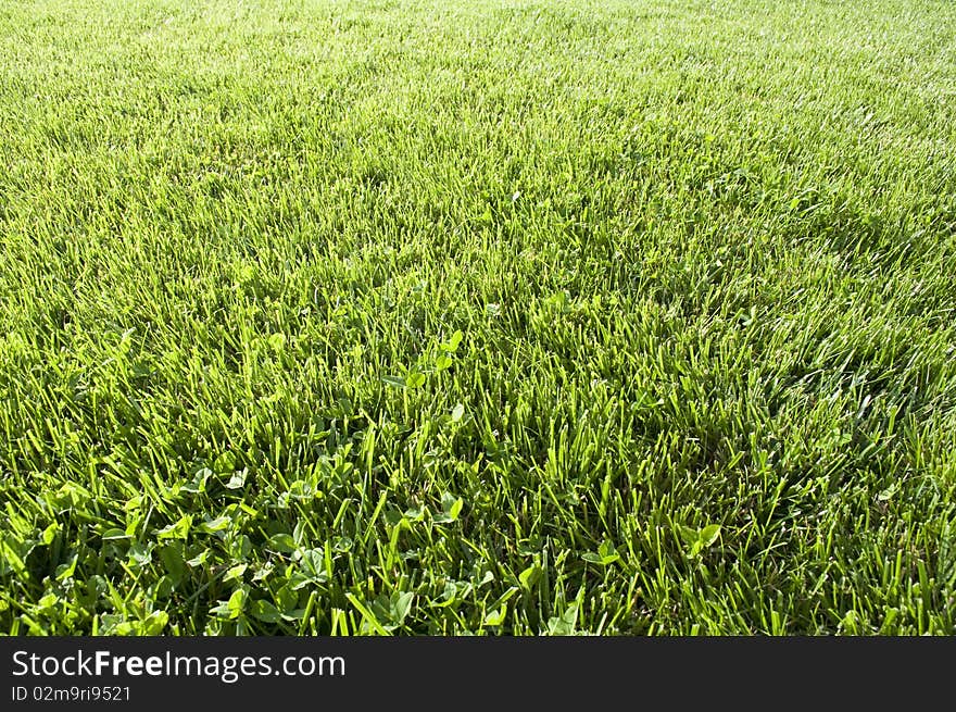 A well cared for lawn on a bright Spring afternoon. A well cared for lawn on a bright Spring afternoon