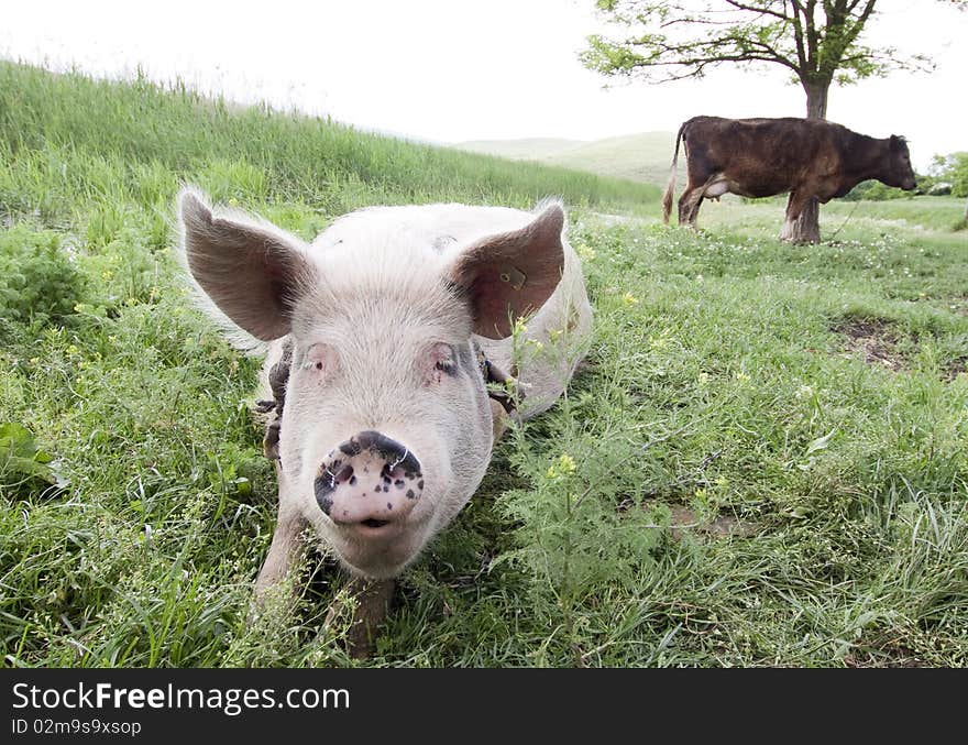 Pig laying in grass and cow in the background. Pig laying in grass and cow in the background