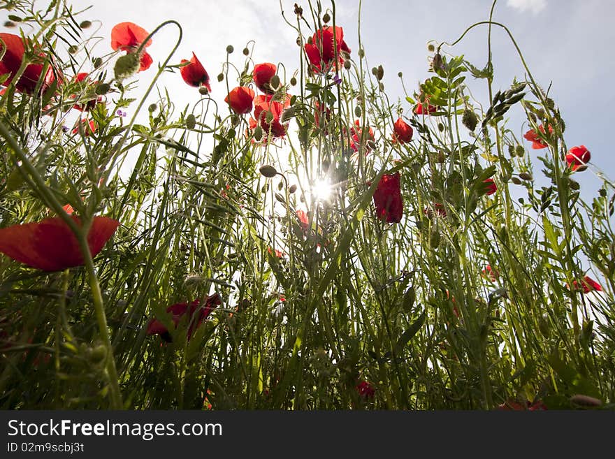 Poppies and sun shining through