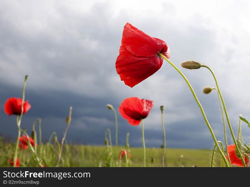 Beautiful poppies against blue sky