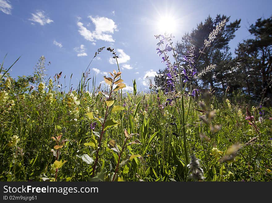 Field and blue sky