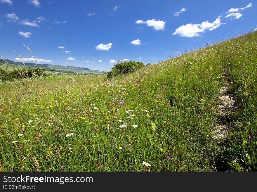 Field and blue sky