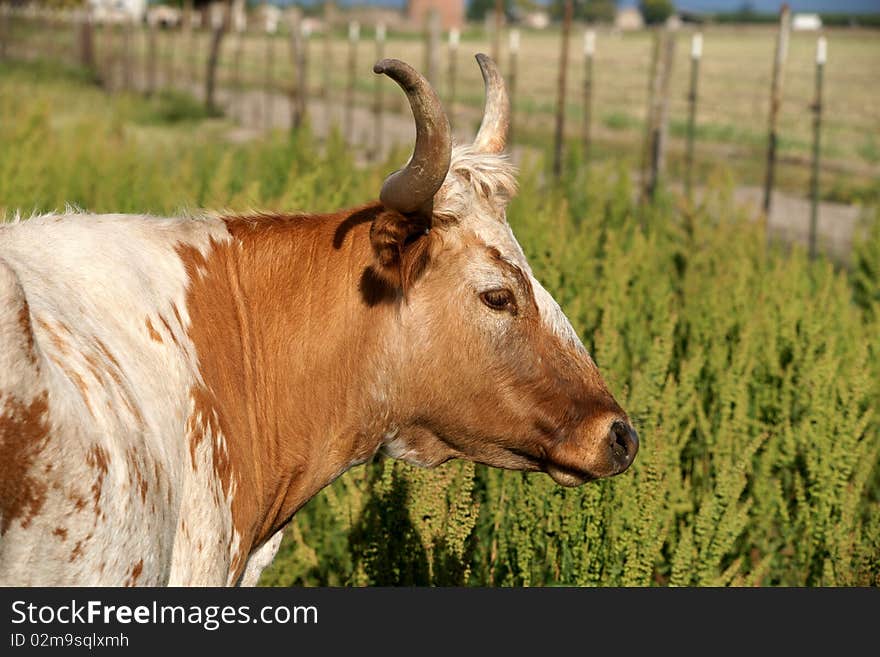 Longhorn Cow