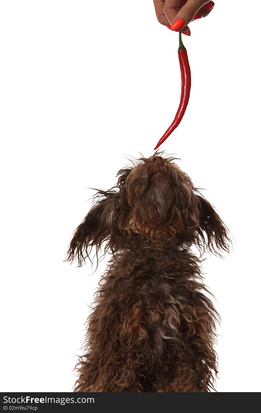 A Small Dog Runs for the Chili Pepper, isolated on white