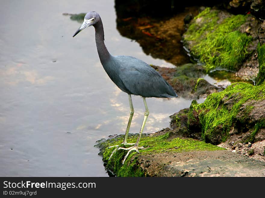 Little Blue Heron Ding Darling Wildlife Refuge Sanibel Florida