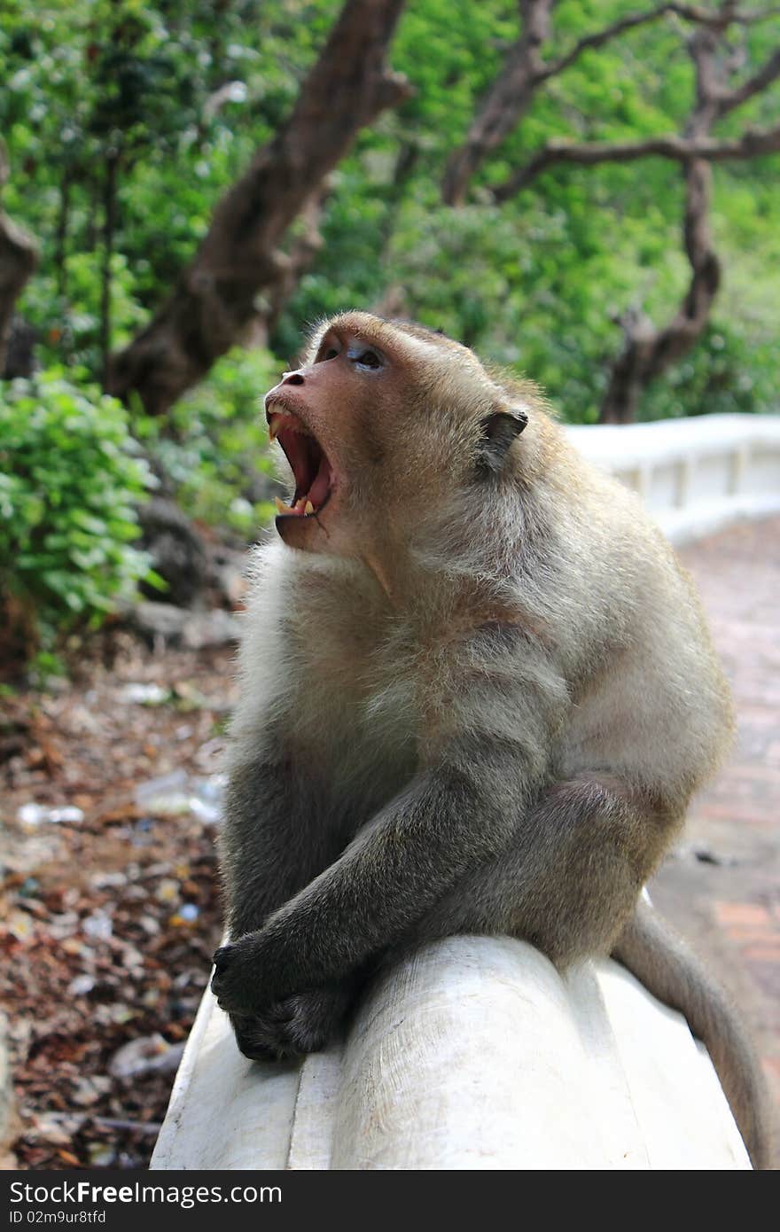 The symptoms yawns of a monkey. The symptoms yawns of a monkey