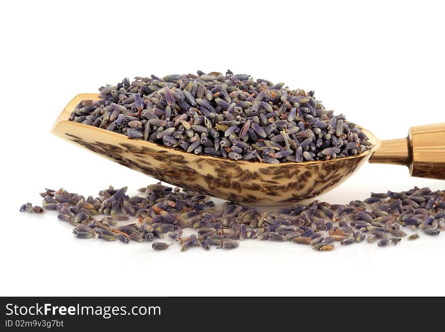 Lavender herb flowers scattered and in a metal brass scoop. Lavandula angustifolia.