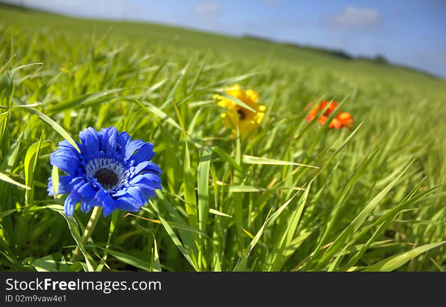 Blue, yellow,  and red flower in geen meadow. Blue, yellow,  and red flower in geen meadow