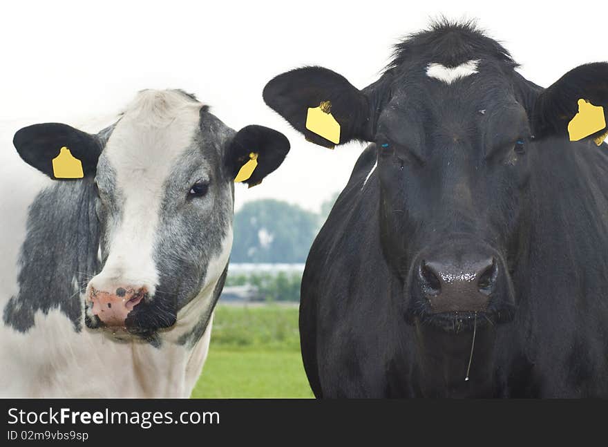 Happy couple cows with yellow eartags on a dutch farm. Happy couple cows with yellow eartags on a dutch farm