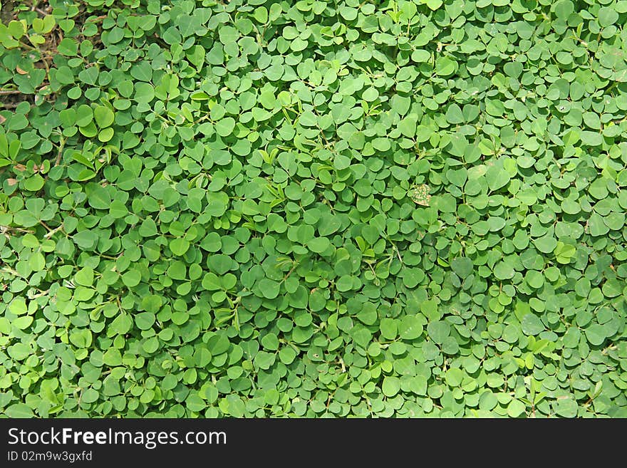 Green of vegetation