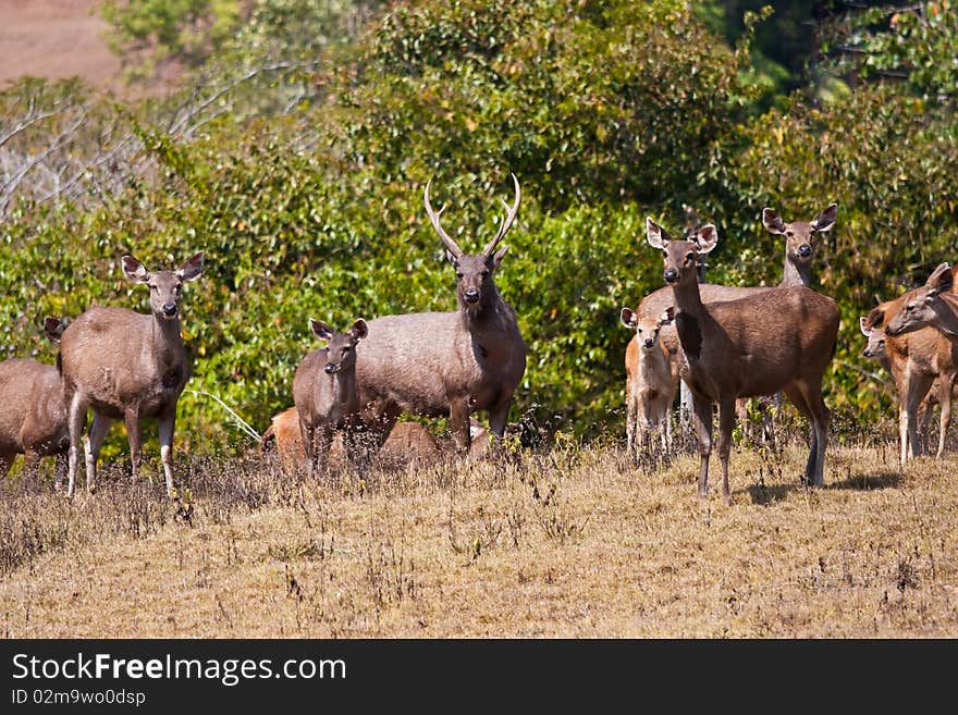 Barking deer group in Thailand national park image