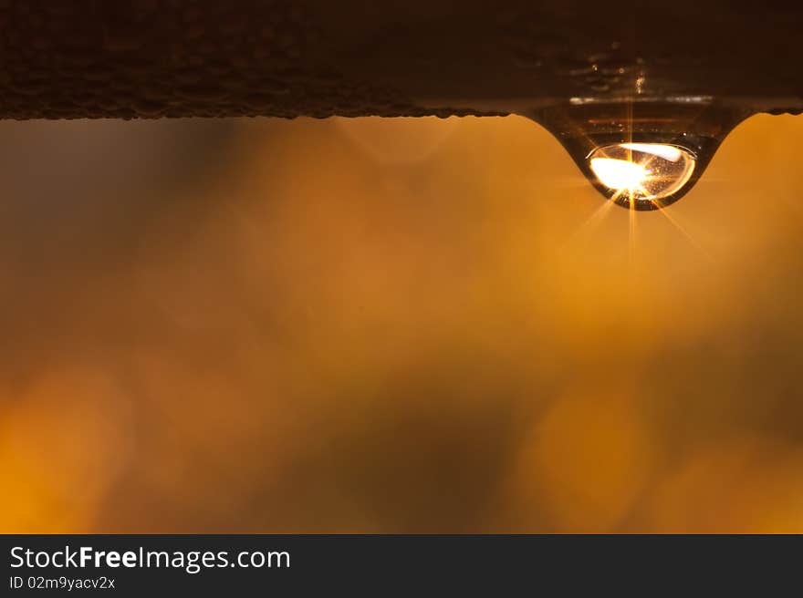 Dew drop on morning image