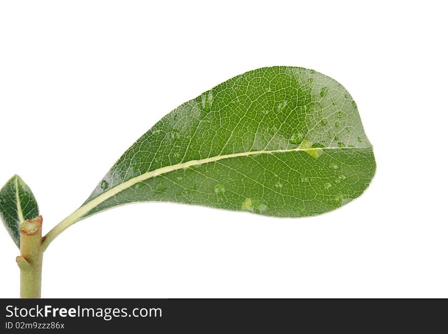 The leaves on a white background