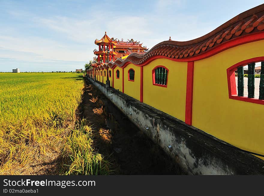 Paddy field