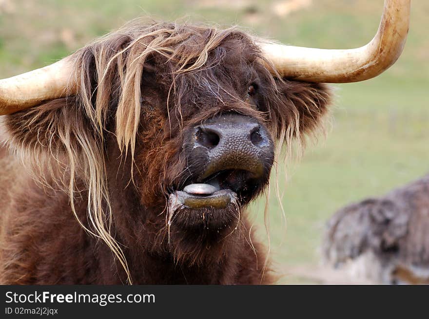 Yak at Agrodome Organic Farm, Rotorua, New Zealand. Yak at Agrodome Organic Farm, Rotorua, New Zealand.