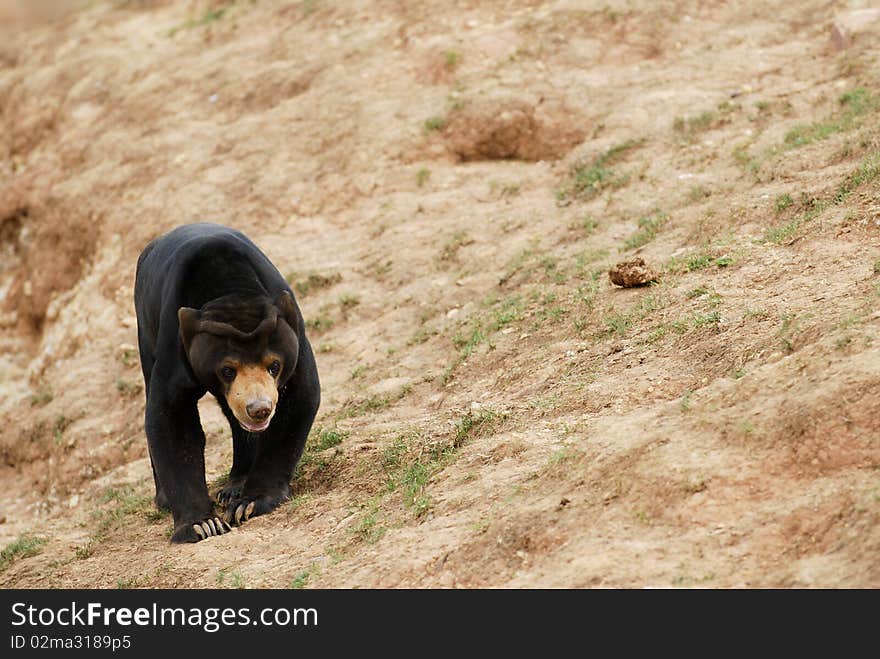 A black bear is walking around.