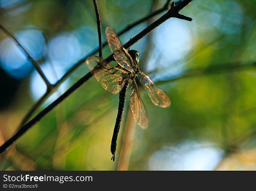 Single dragonfly sitting on a branchlet at sunset